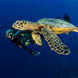 Hawksbill Turtle - French Polynesia Master