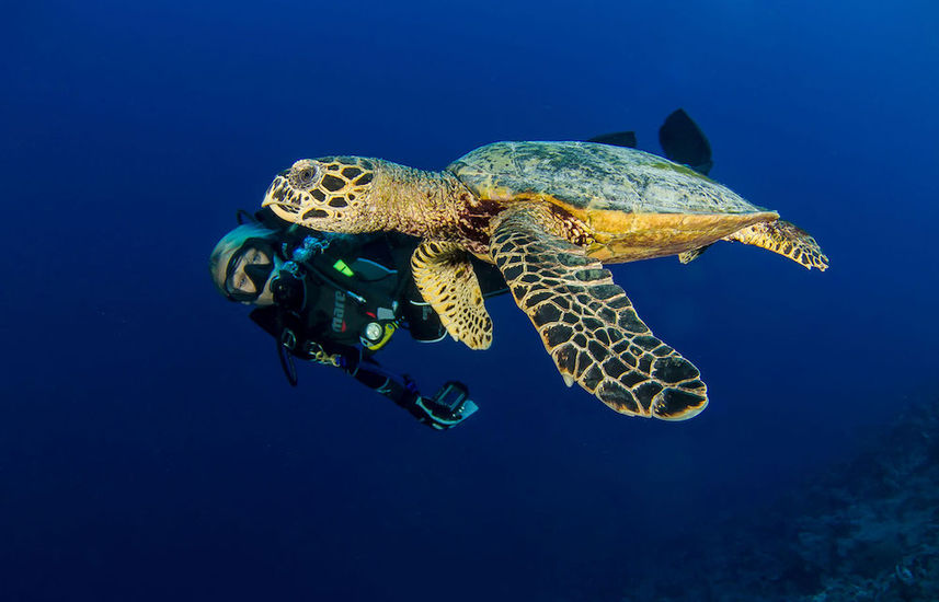 Hawksbill Turtle - French Polynesia Master