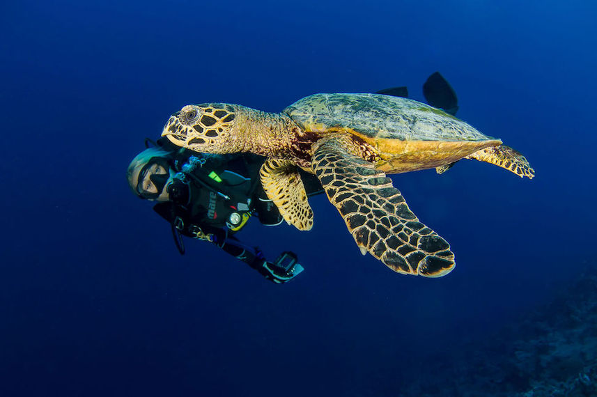 Hawksbill Turtle - French Polynesia Master