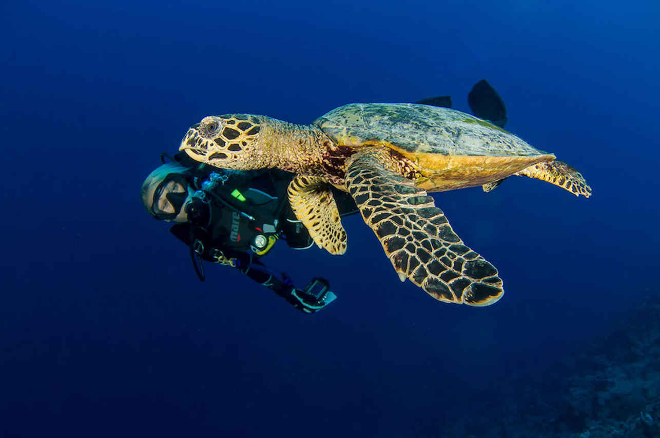 Hawksbill Turtle - French Polynesia Master