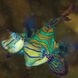 Mandarin Fish - French Polynesia