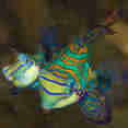 Mandarin Fish - French Polynesia