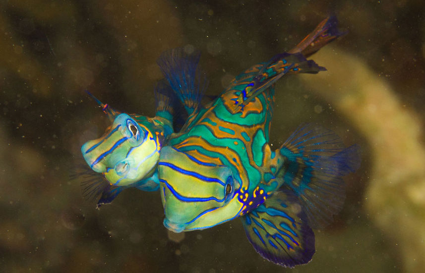 Mandarin Fish - French Polynesia