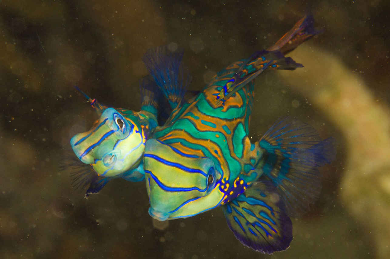 Mandarin Fish - French Polynesia