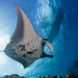 Majestic Manta Rays - French Polynesia