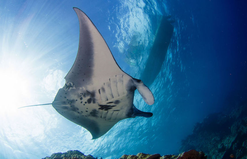 Majestic Manta Rays - French Polynesia