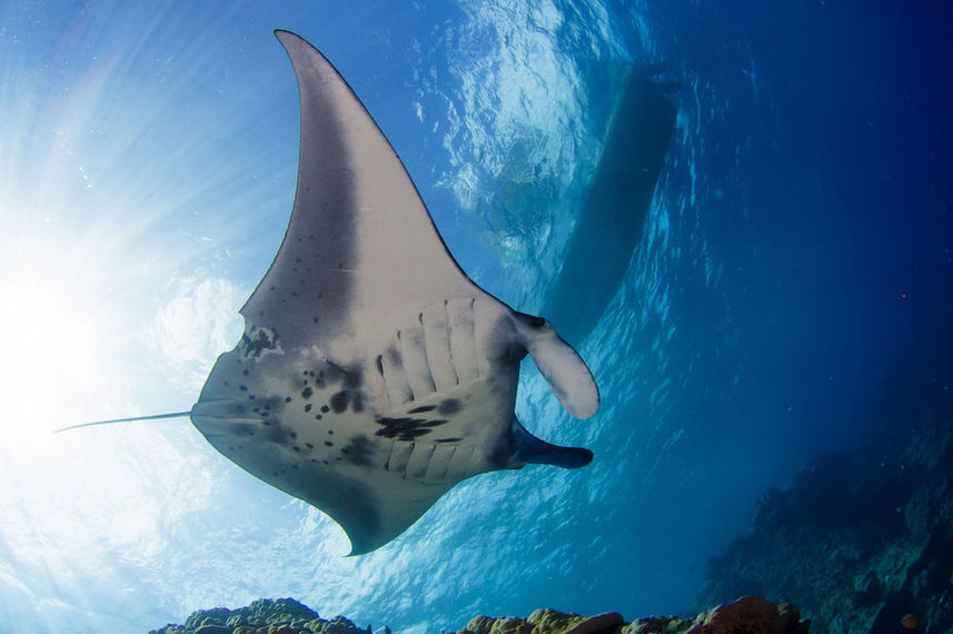 Majestic Manta Rays - French Polynesia
