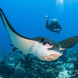 Eagle Ray - French Polynesia