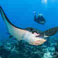 Eagle Ray - French Polynesia