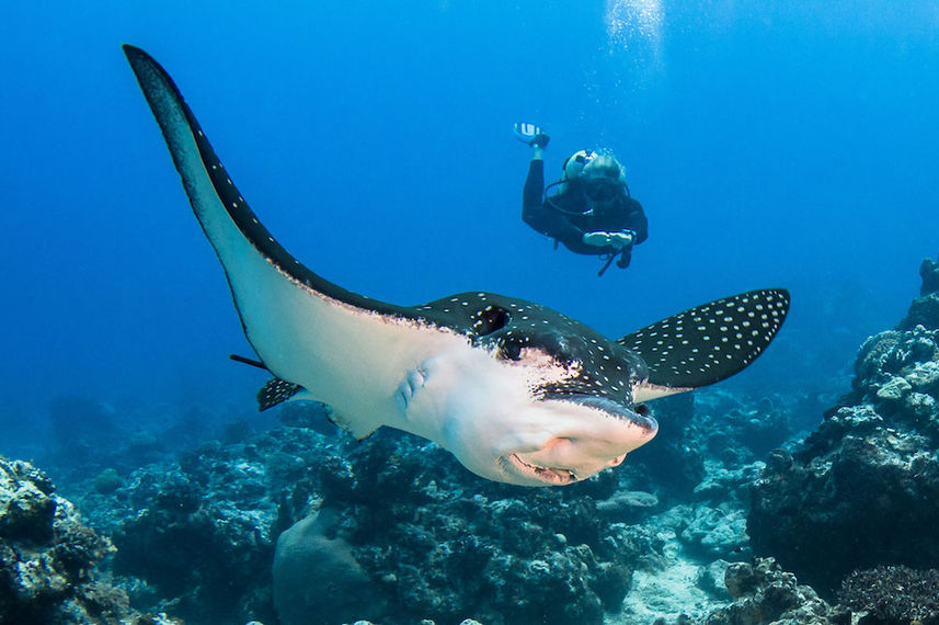 Eagle Ray - French Polynesia