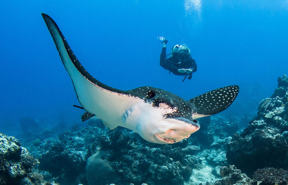 Eagle Ray - French Polynesia