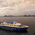 Blue Manta