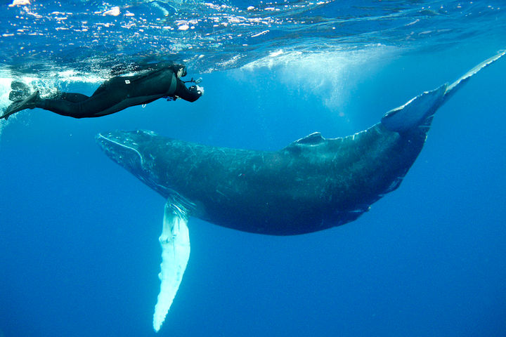 Nautilus Explorer, Mexico - LiveAboard.com