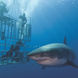 See Great White sharks at Guadalupe