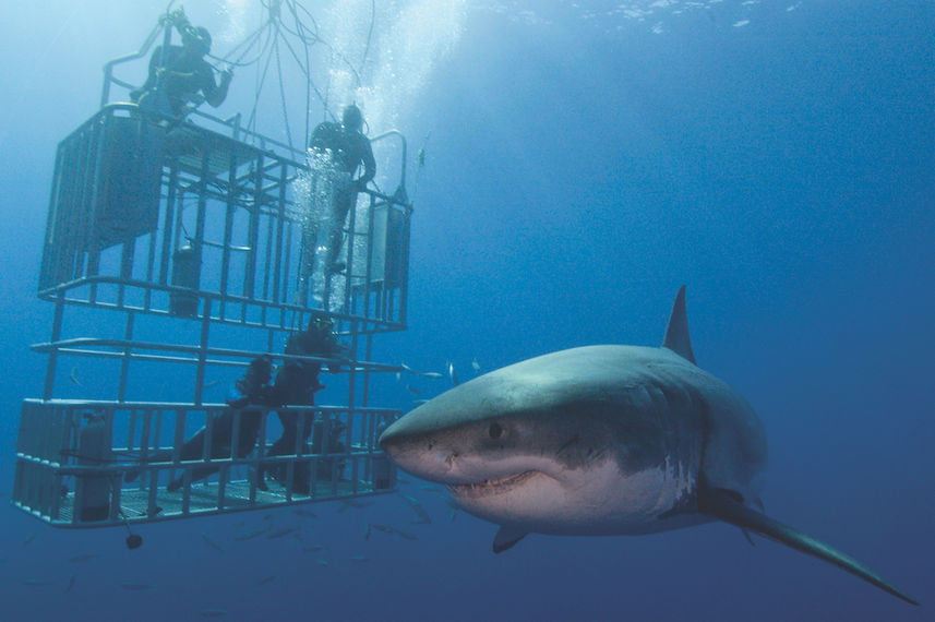 See Great White sharks at Guadalupe