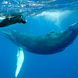 Magnificent marine life encounters - Nautilus Explorer