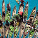 Floating Market in the Solomon Islands