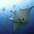 Mantarog - Emperor Bilikiki