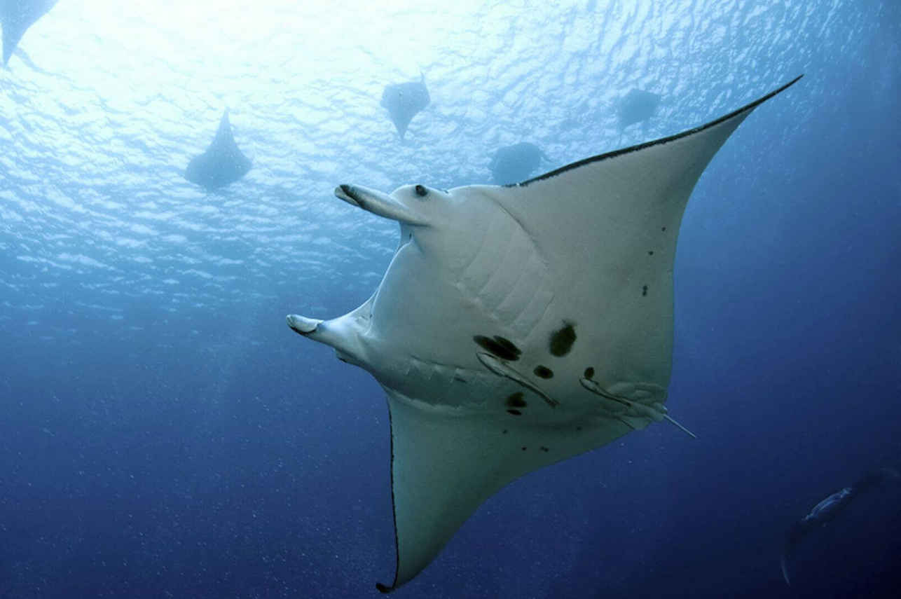 Manta - Emperor Bilikiki