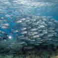 Schooling Jacks in the Solomons