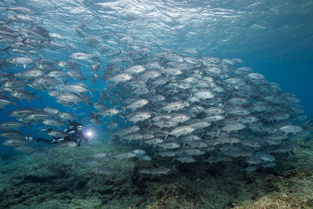 Schooling Jacks in the Solomons