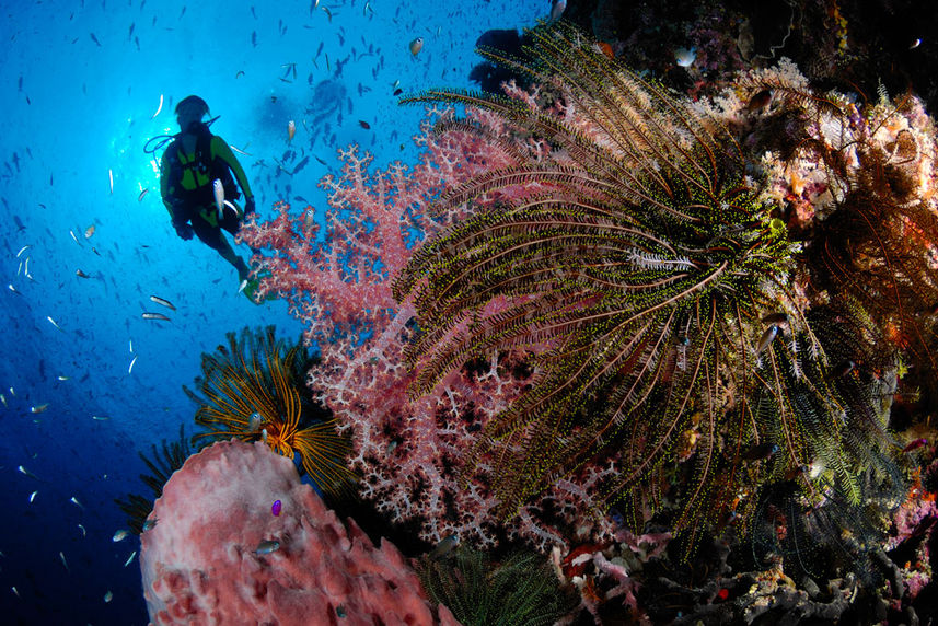 Marine Life - Febrina