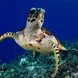 Tortue - Febrina