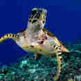 Turtle - Febrina