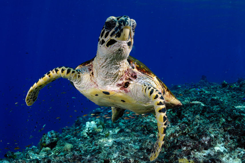 Turtle - Febrina