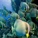 Butterfly Fish