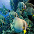 Butterfly Fish