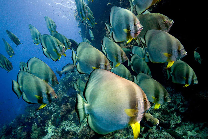 Butterfly Fish