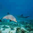 Dolphin