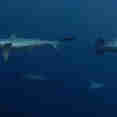 Shark - Blue Adventurer