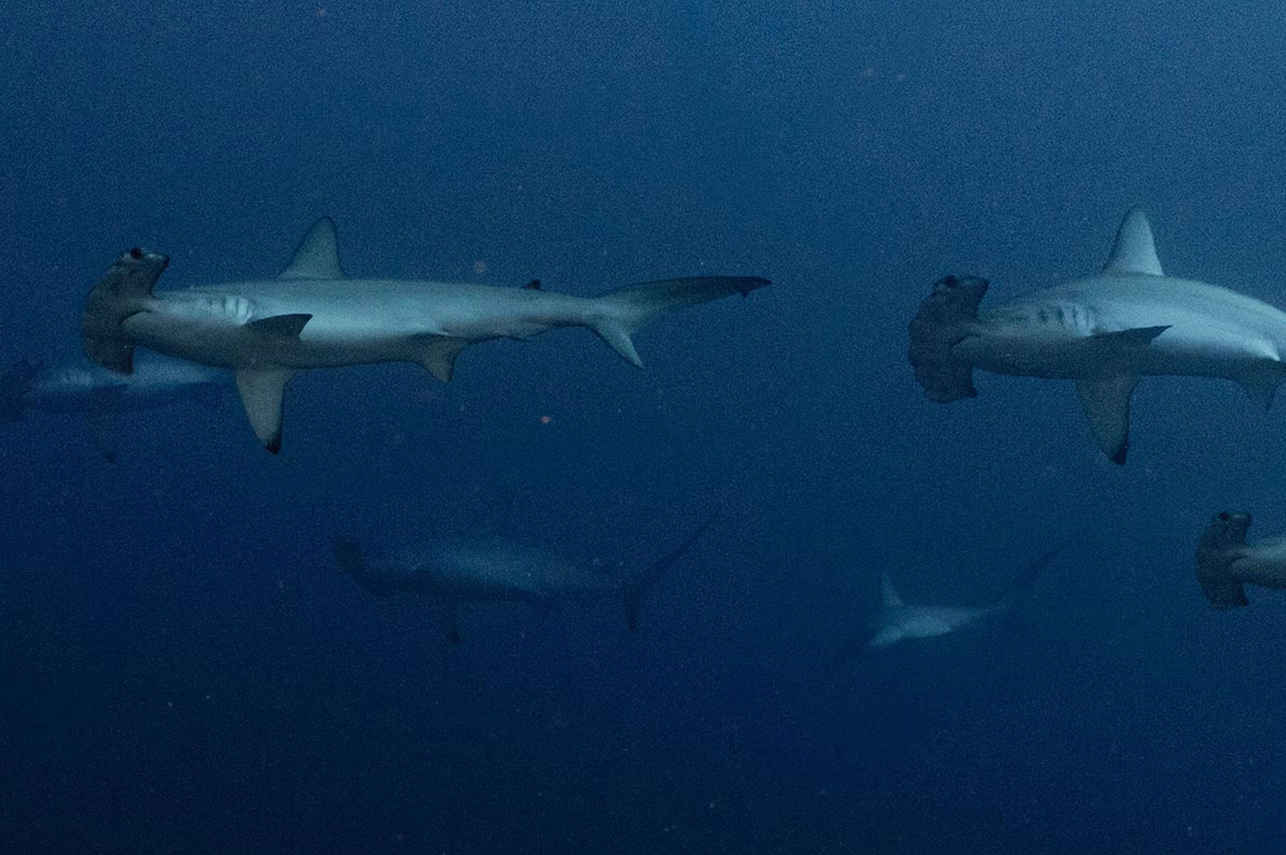 Shark - Blue Adventurer