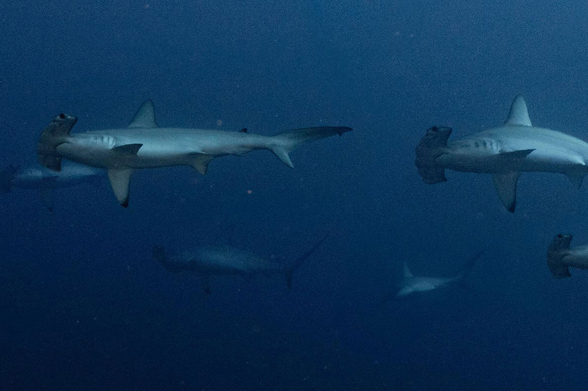 Акула - Red Sea Adventurer