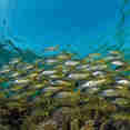 Marine Life