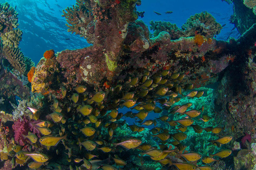 Coral Reef - Red Sea Adventurer