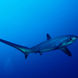 鲨鱼 - Red Sea Adventurer