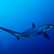 Requin - Red Sea Adventurer