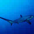 Shark - Blue Adventurer