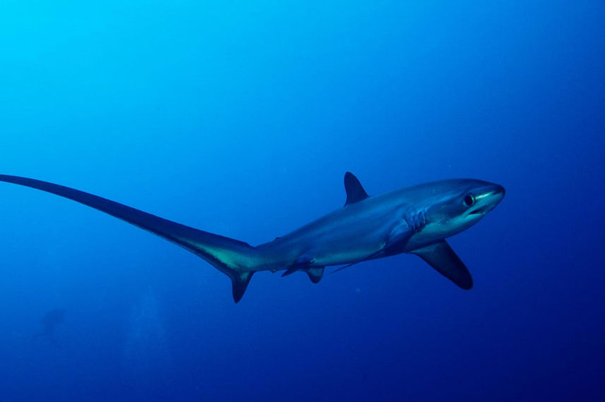 Shark - Blue Adventurer