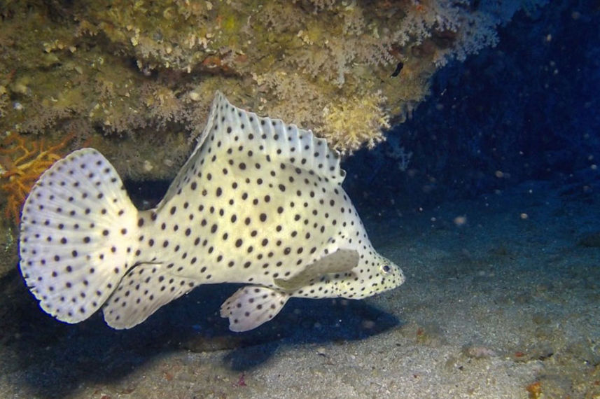 Marine Life - Miss Moon