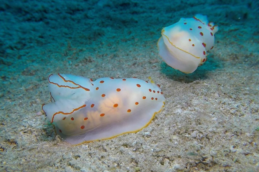 Marine Life - Miss Moon