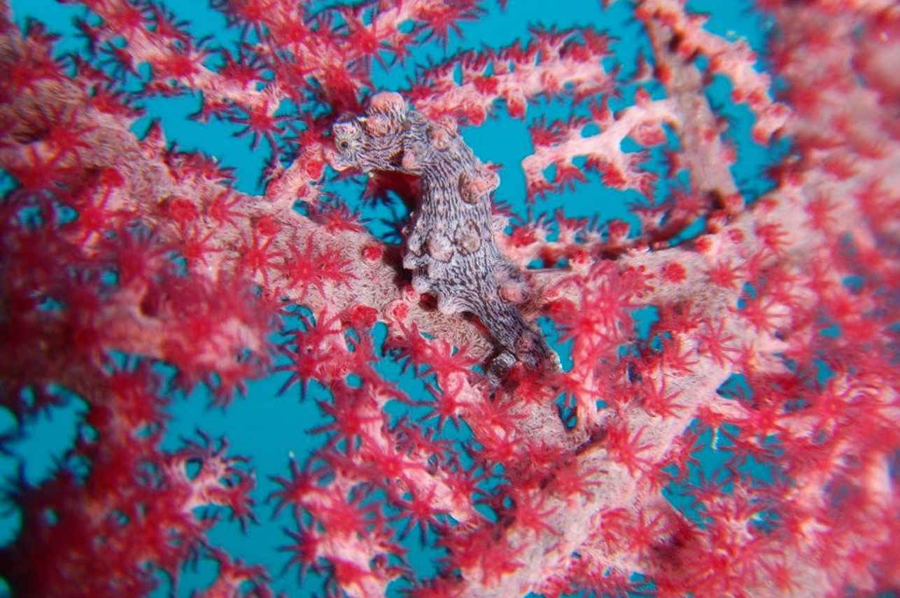 Seahorse - Miss Moon
