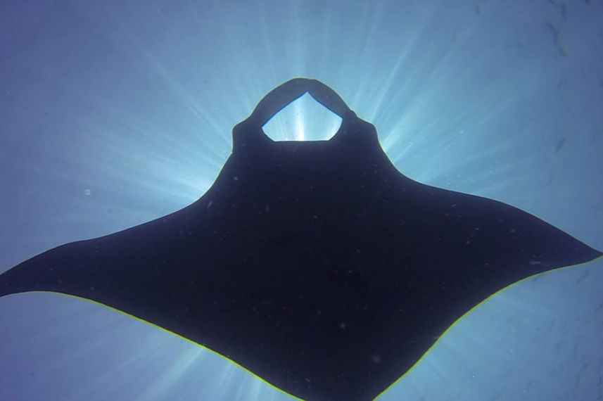 Manta Ray - Miss Moon
