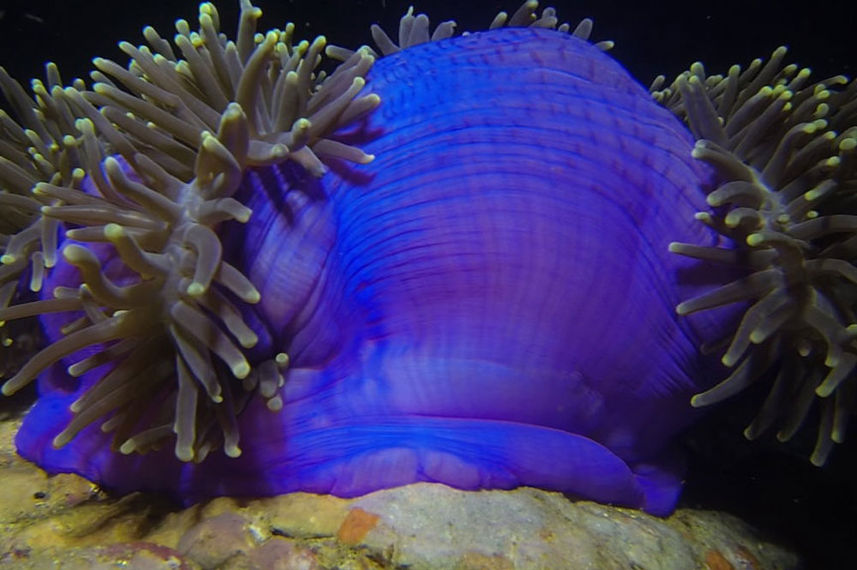 Coral Reef - Miss Moon