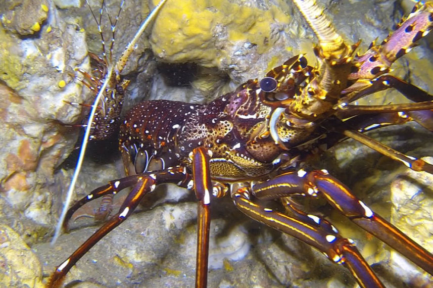 Marine Life - Miss Moon
