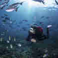 Diving