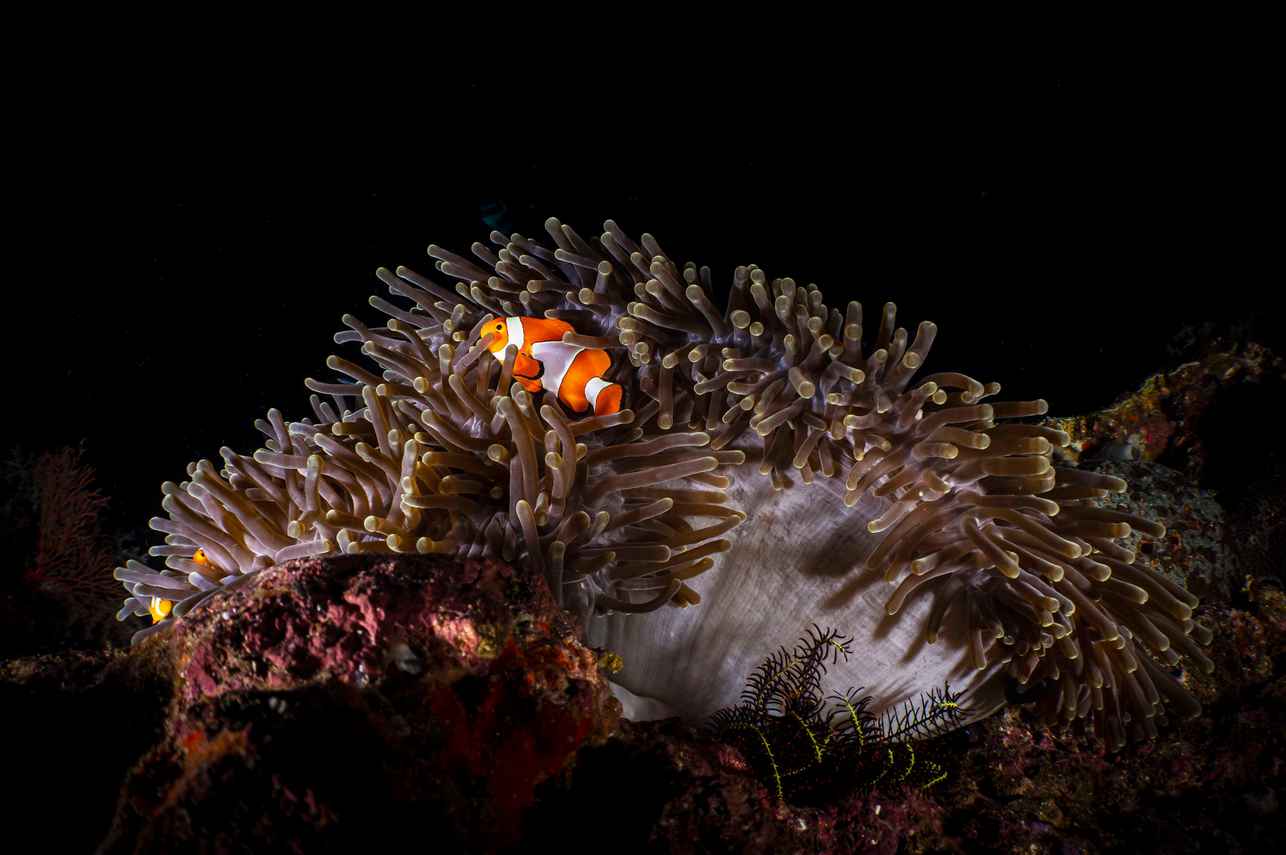 Anemone